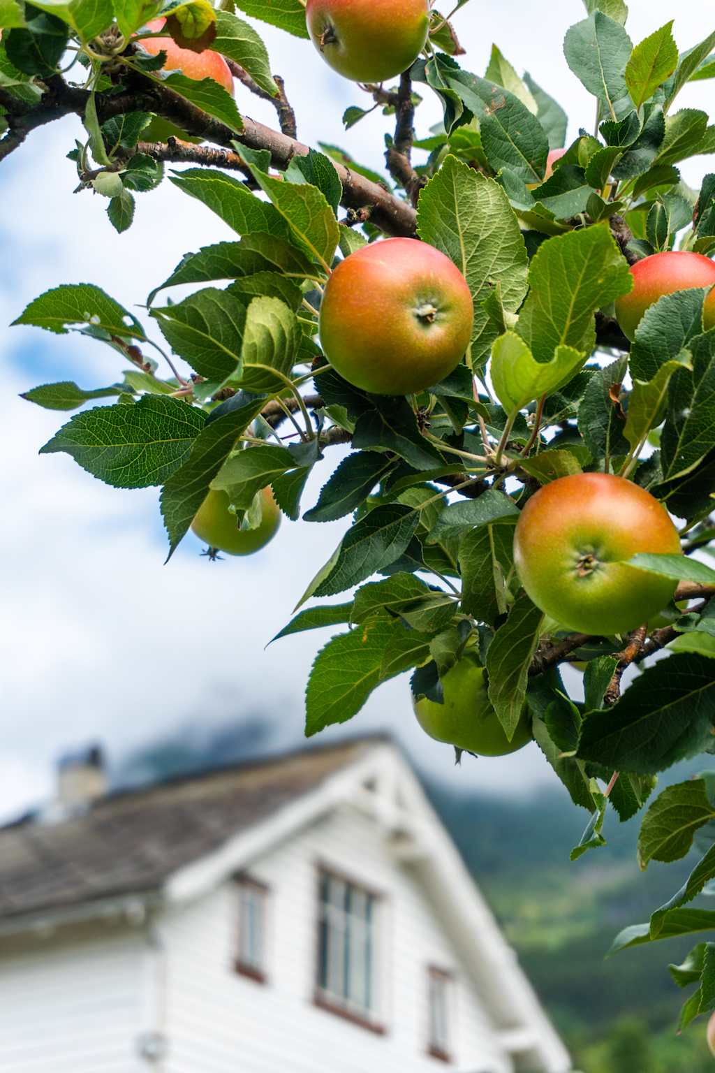 The image shows a close-up view of an apple tree with lush green leaves and several ripe, red apples hanging from the branches. In the background, a blurred building can be seen, suggesting a rural or agricultural setting.