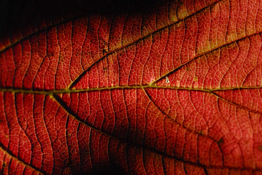A close-up view of a vibrant, red leaf with intricate veins and patterns, creating a striking and textured visual composition.