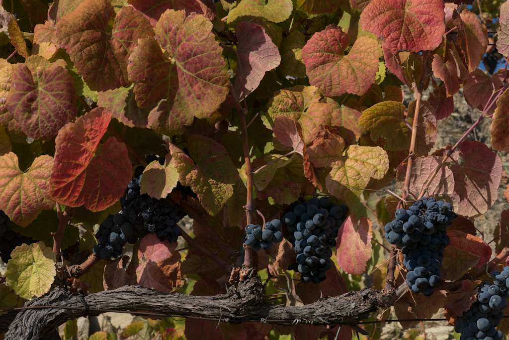 Clusters of dark blue grapes hang from a gnarled vine, surrounded by vibrant autumn-colored leaves in the background.