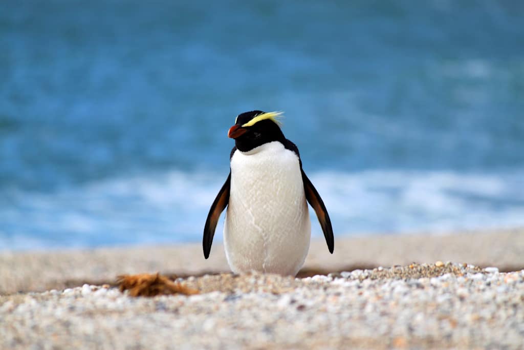 A penguin stands on a sandy beach, with a blue-tinted background suggesting a coastal or ocean setting.