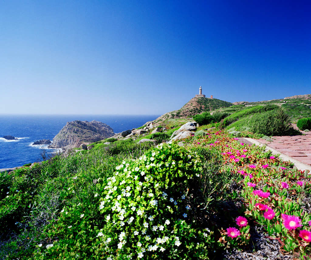A lush, colorful landscape with vibrant wildflowers in the foreground, overlooking a rocky coastline and a lighthouse in the distance against a clear blue sky.