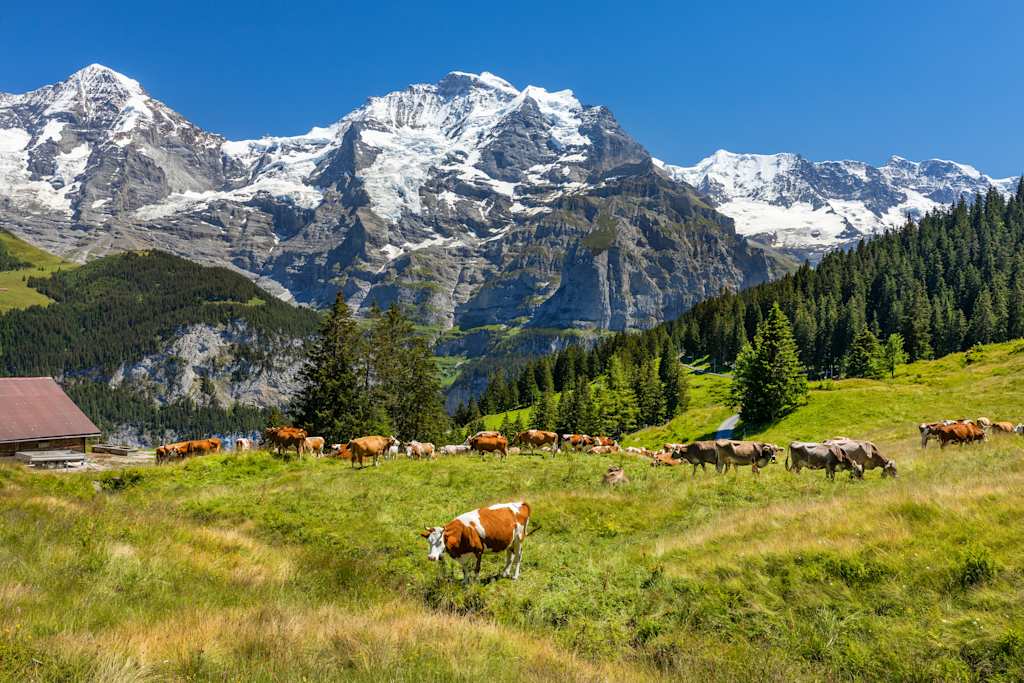 A picturesque alpine landscape with snow-capped mountains in the background, a lush green meadow in the foreground, and a herd of cows grazing peacefully.