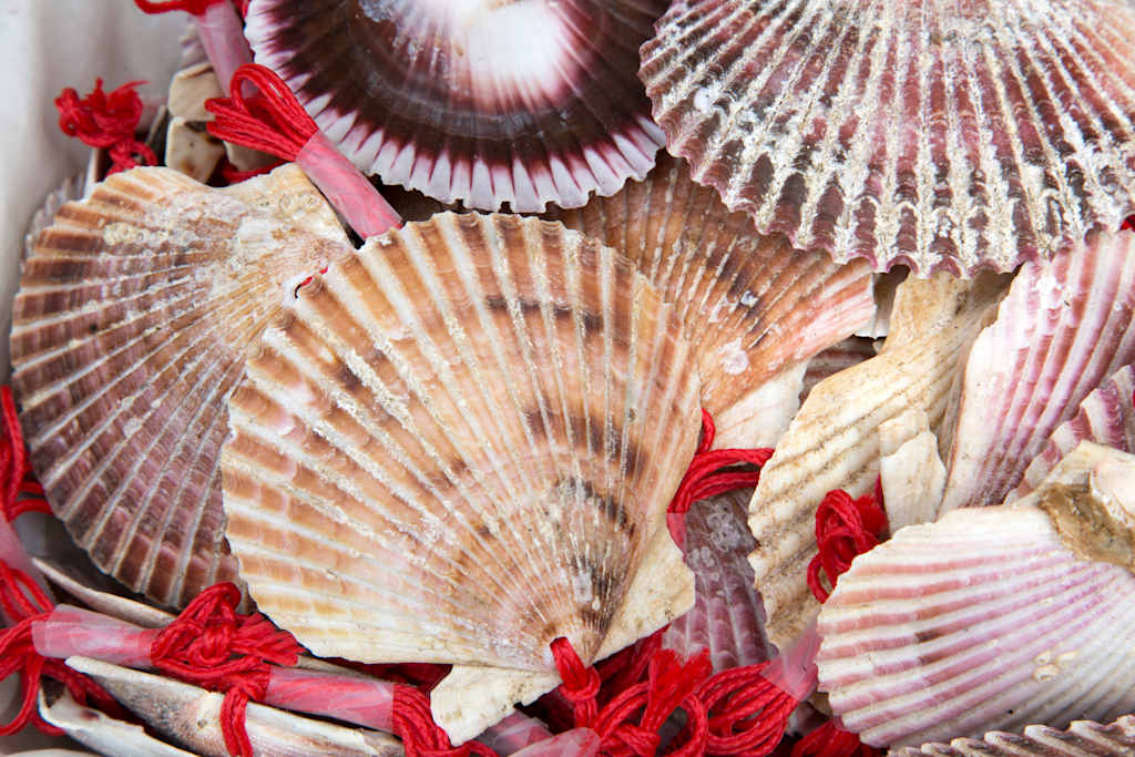 A vibrant arrangement of seashells in various shades of pink, red, and white, with intricate patterns and textures, set against a plain background.