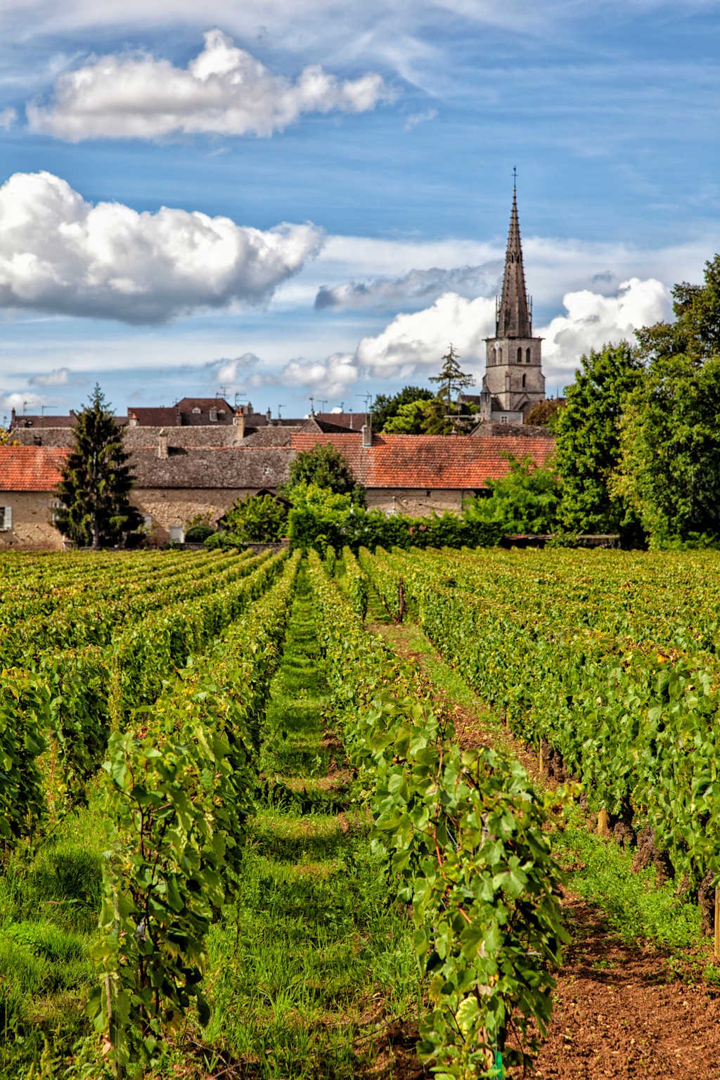 A lush green vineyard stretches out in the foreground, leading the eye towards a historic town with a towering church steeple in the background, set against a picturesque cloudy sky.