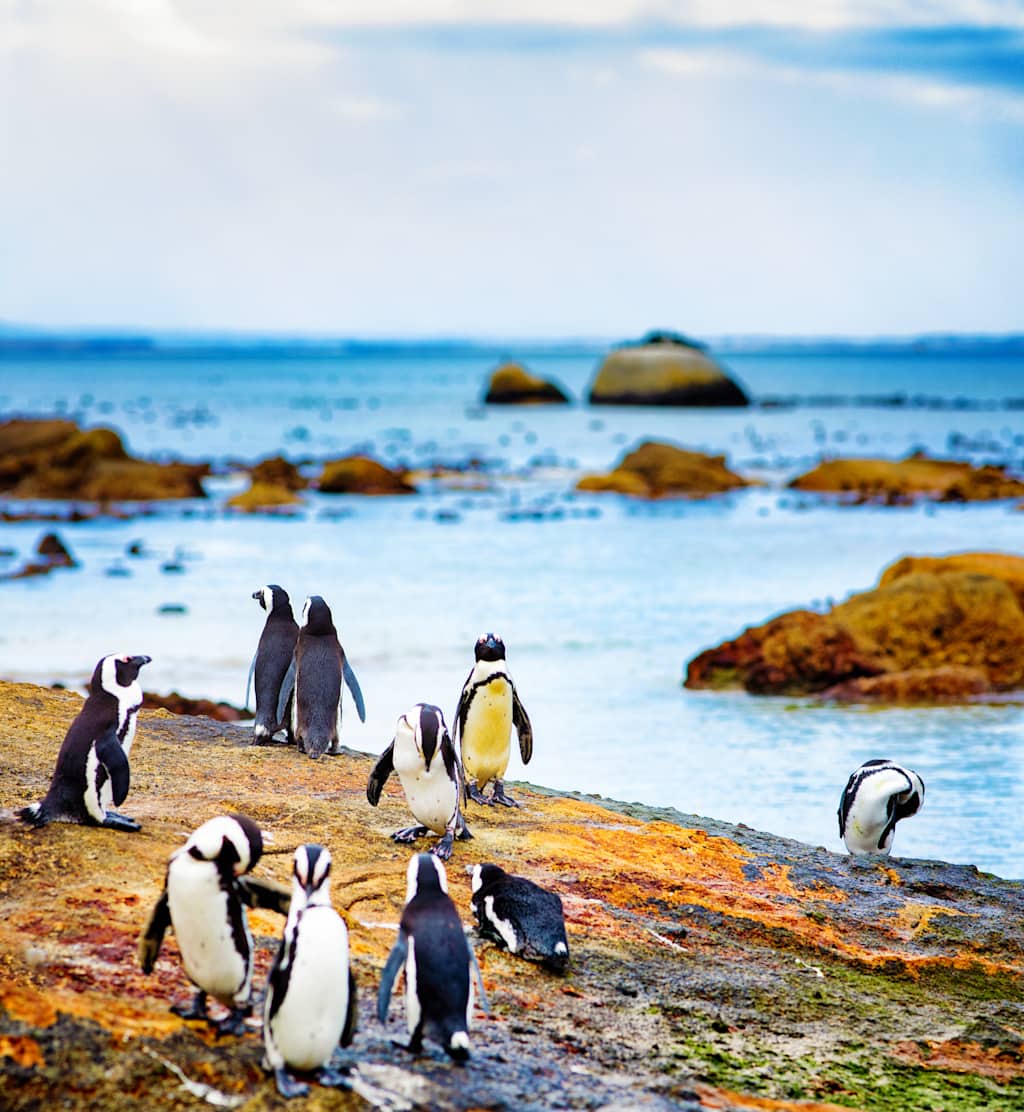 South Africa | Cape Town & the Garden Route Guided Bicycling Vacation
