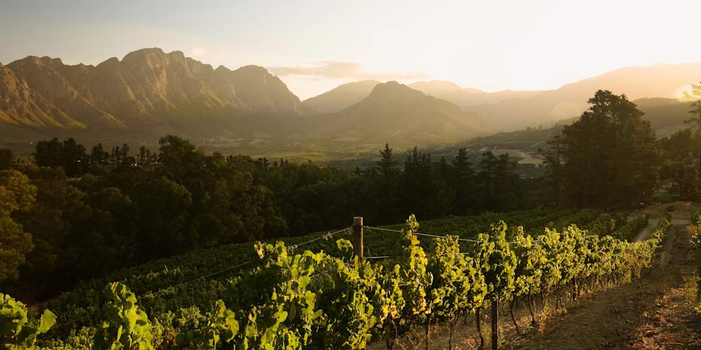 A lush, verdant vineyard nestled in a picturesque valley, surrounded by towering, rugged mountains bathed in the warm glow of the setting sun.