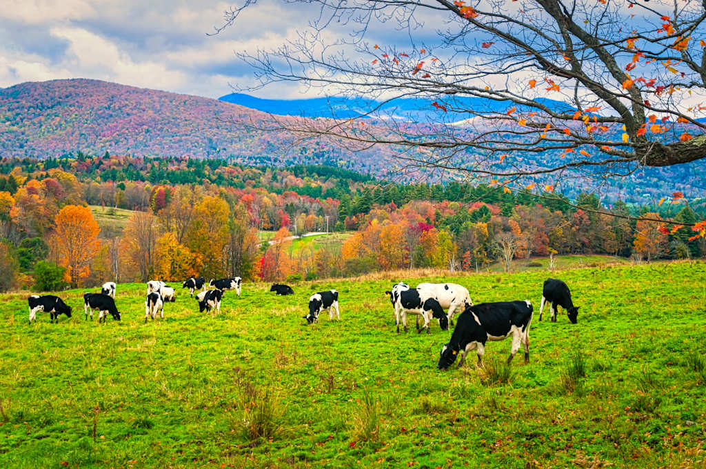A pastoral scene with a herd of cows grazing in a lush green field, surrounded by vibrant autumn foliage and a mountainous landscape in the distance under a cloudy sky.