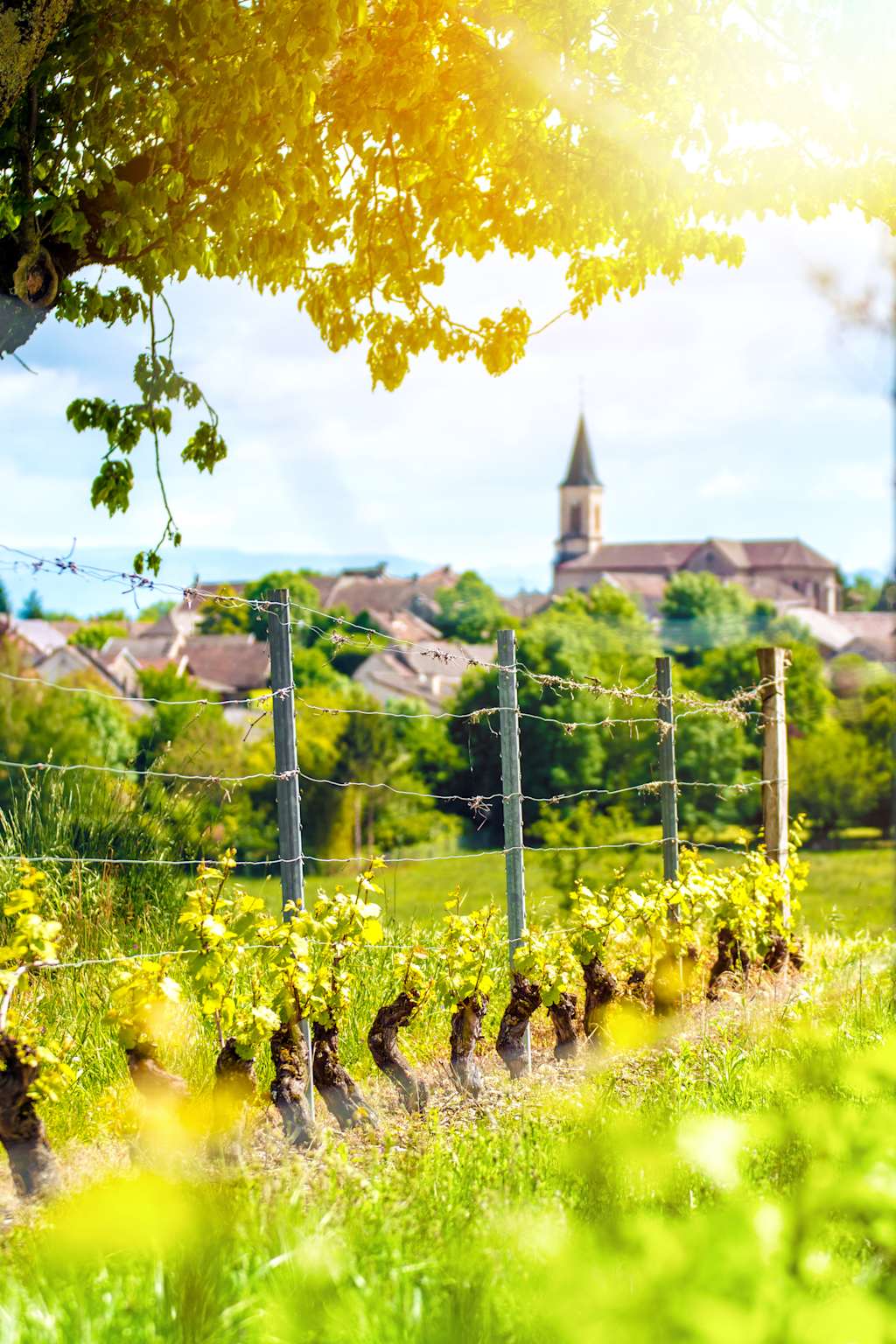 A lush, verdant landscape with a village church in the distance, framed by a canopy of vibrant yellow leaves and a wire fence in the foreground.