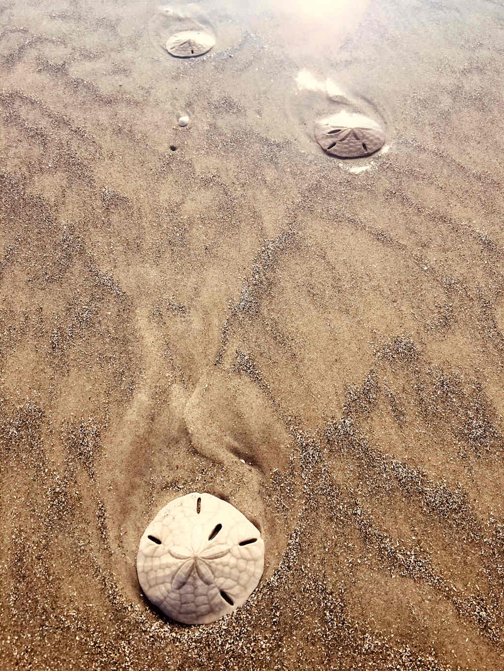 The image depicts sand dollars scattered across a sandy beach, with their distinctive circular shapes and intricate patterns visible in the foreground, while the background suggests a serene, natural setting.