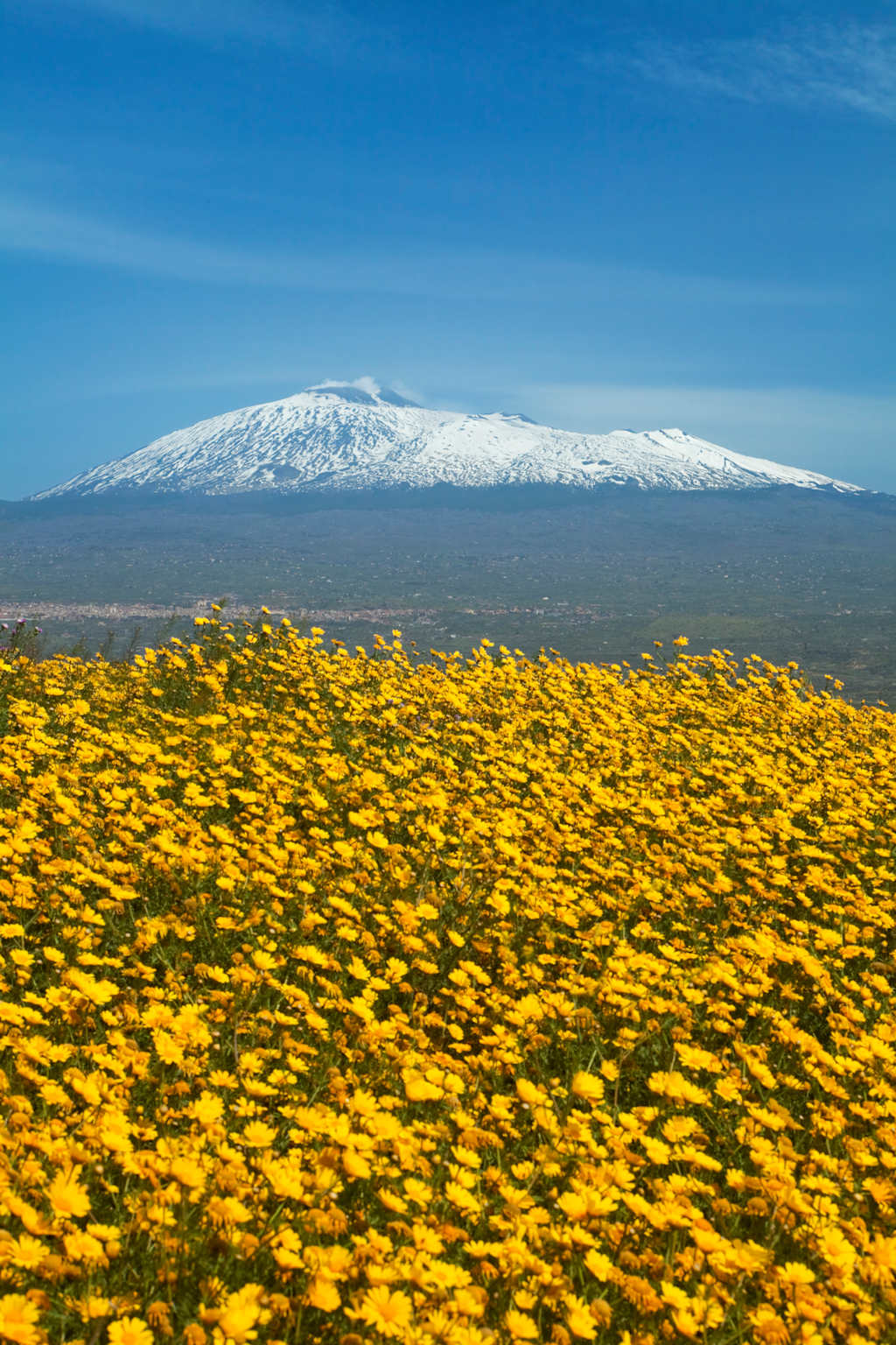 A vast field of vibrant yellow flowers stretches out in the foreground, with a majestic snow-capped mountain peak rising in the distance against a clear blue sky.