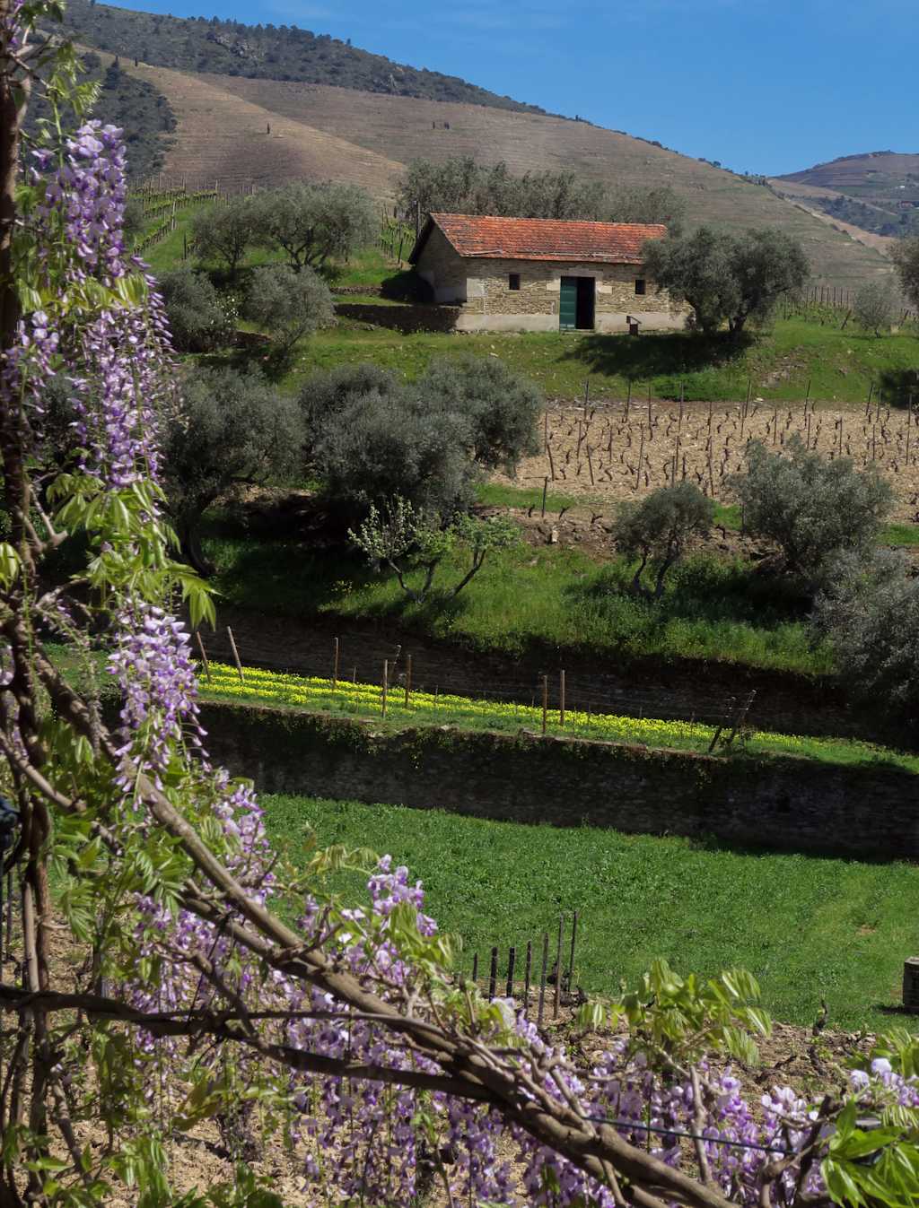 A rustic farmhouse nestled amidst lush greenery, surrounded by rolling hills and a vibrant display of purple flowers in the foreground.