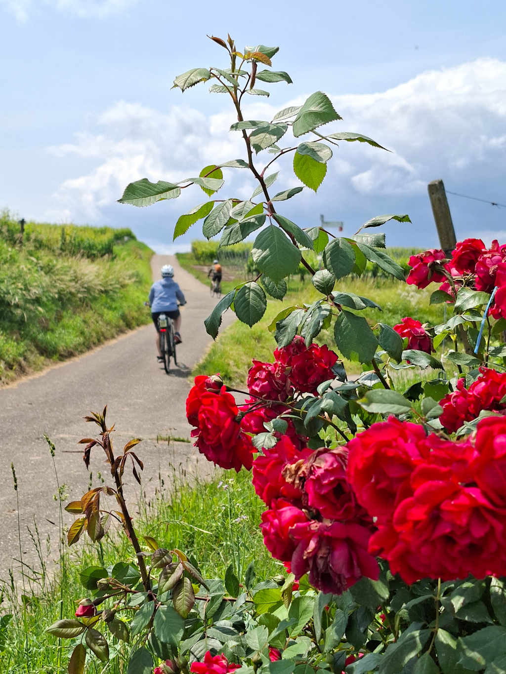 Basel to Amsterdam Rhine Bike & River Cruise - VBT Vacations