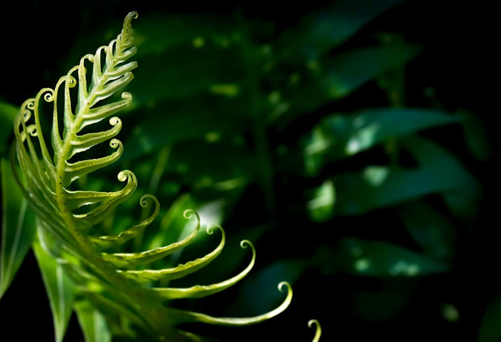 A vibrant, curled green fern leaf stands out against a blurred, lush green background, creating a captivating and serene natural scene.