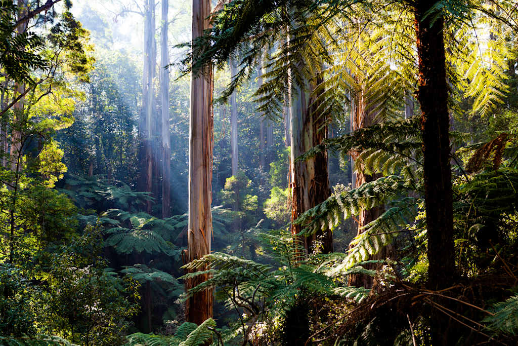 A lush, verdant forest with towering redwood trees, ferns, and sunlight filtering through the canopy, creating a serene and enchanting atmosphere.