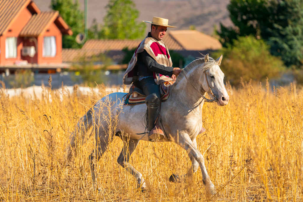A person in traditional cowboy attire riding a white horse through a field of tall grass, with a rustic building visible in the background.