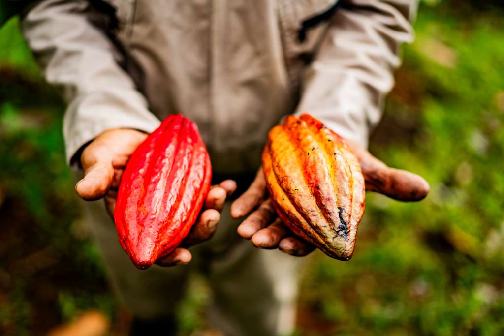 The image shows a person's hands holding two vibrant cacao pods, one red and one orange, against a lush green background.