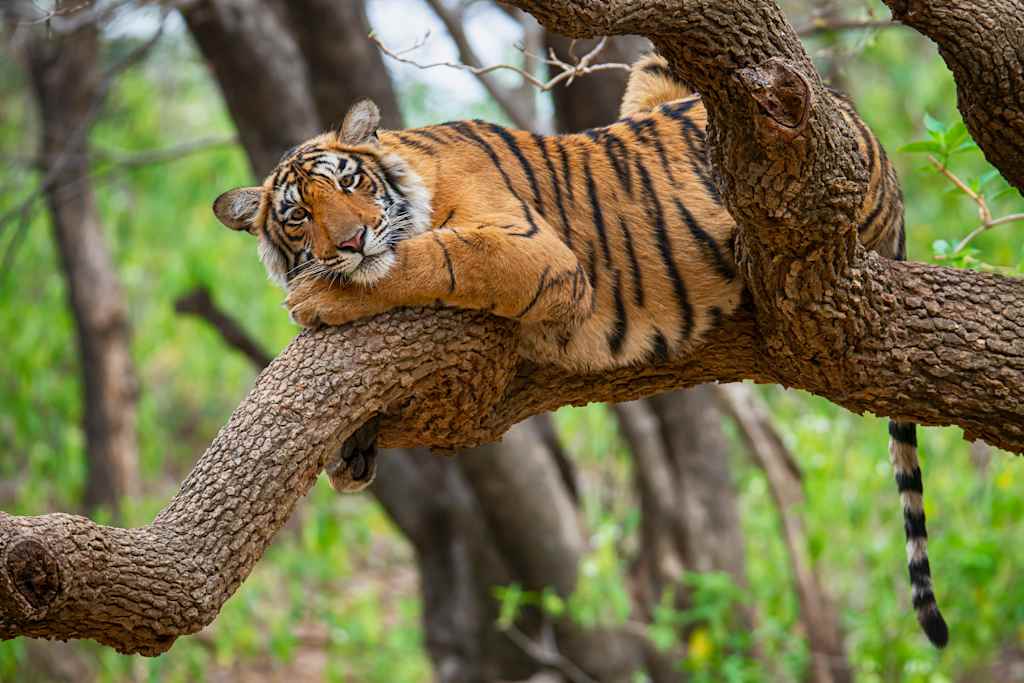 A majestic tiger rests on a tree branch, its powerful body blending seamlessly with the lush, verdant foliage in the background.