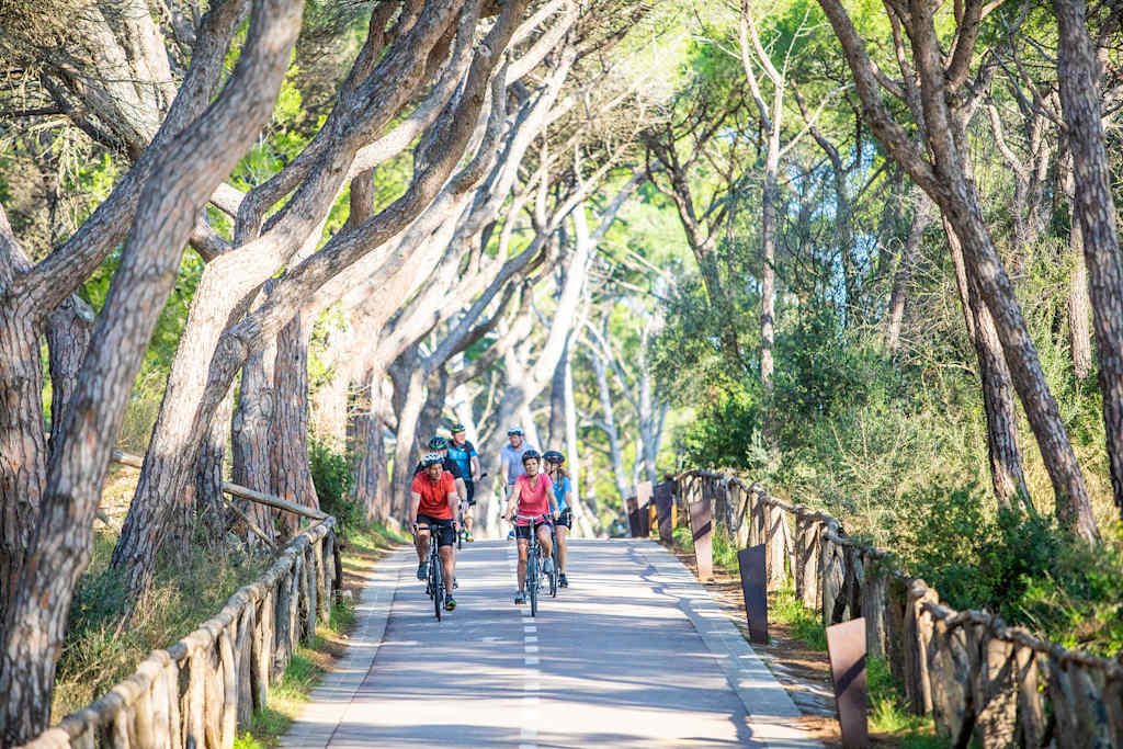 A scenic bike path winds through a lush, forested area, with cyclists riding along the wooden boardwalk surrounded by towering, twisted trees.