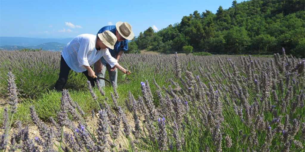 Two people in casual clothing are working in a field of lavender plants, with a forested area visible in the background.