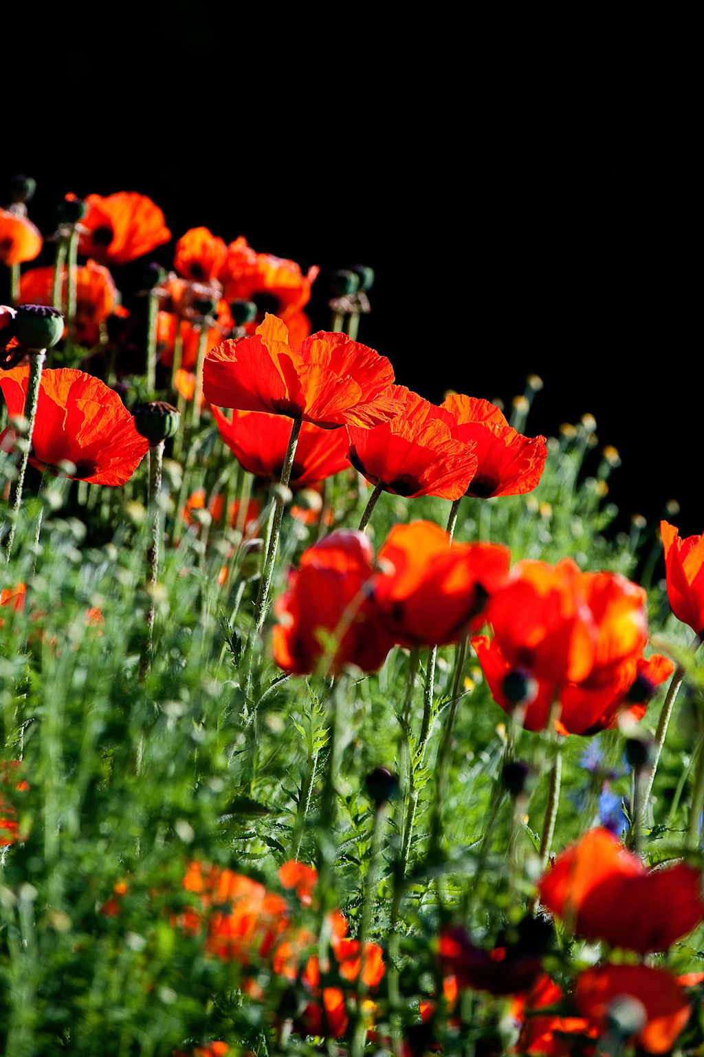 Vibrant red poppies stand tall against a dark background, their delicate petals swaying in the breeze.