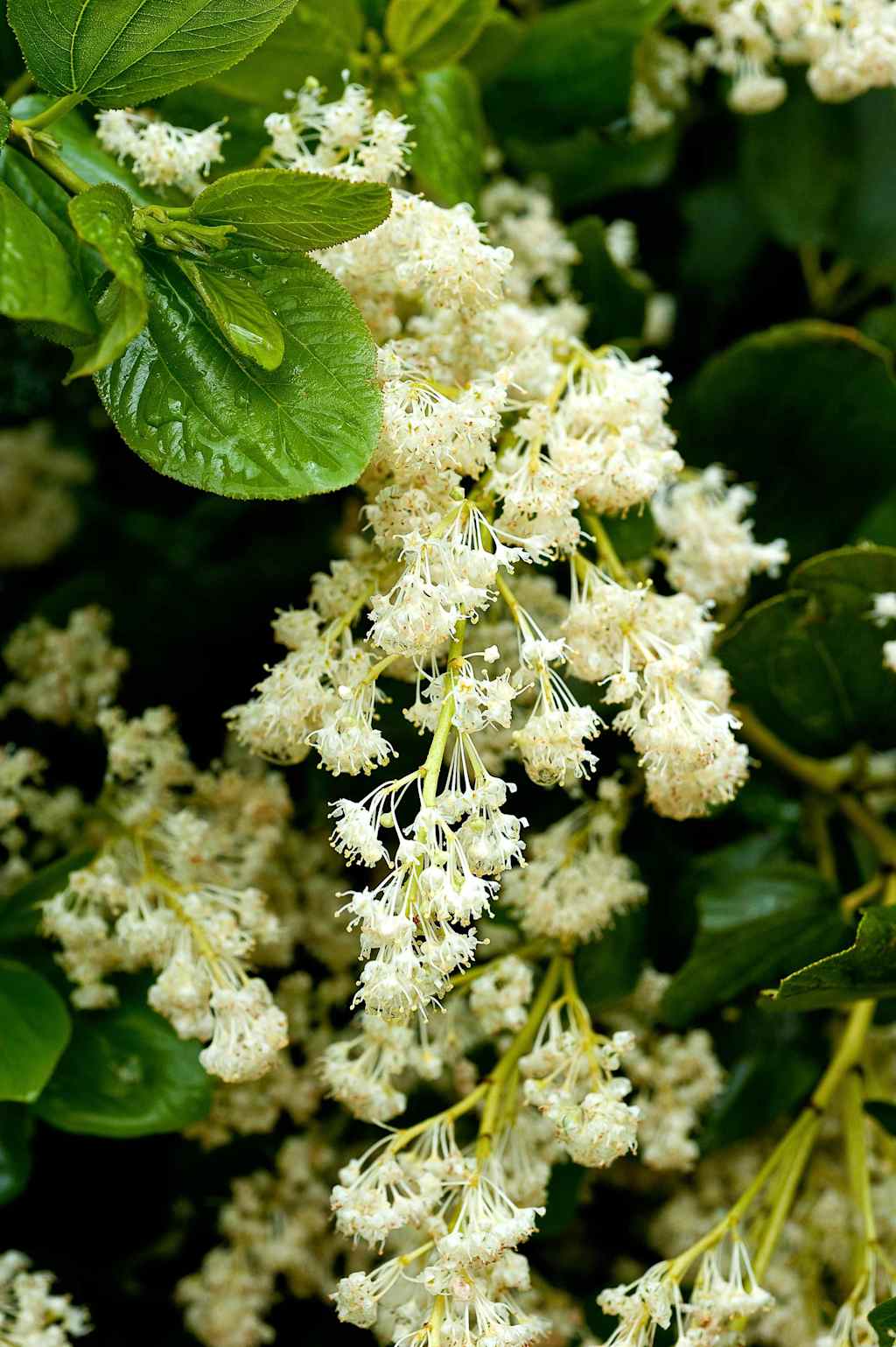 The image shows a cluster of delicate, white flowers surrounded by lush, green leaves against a dark background.