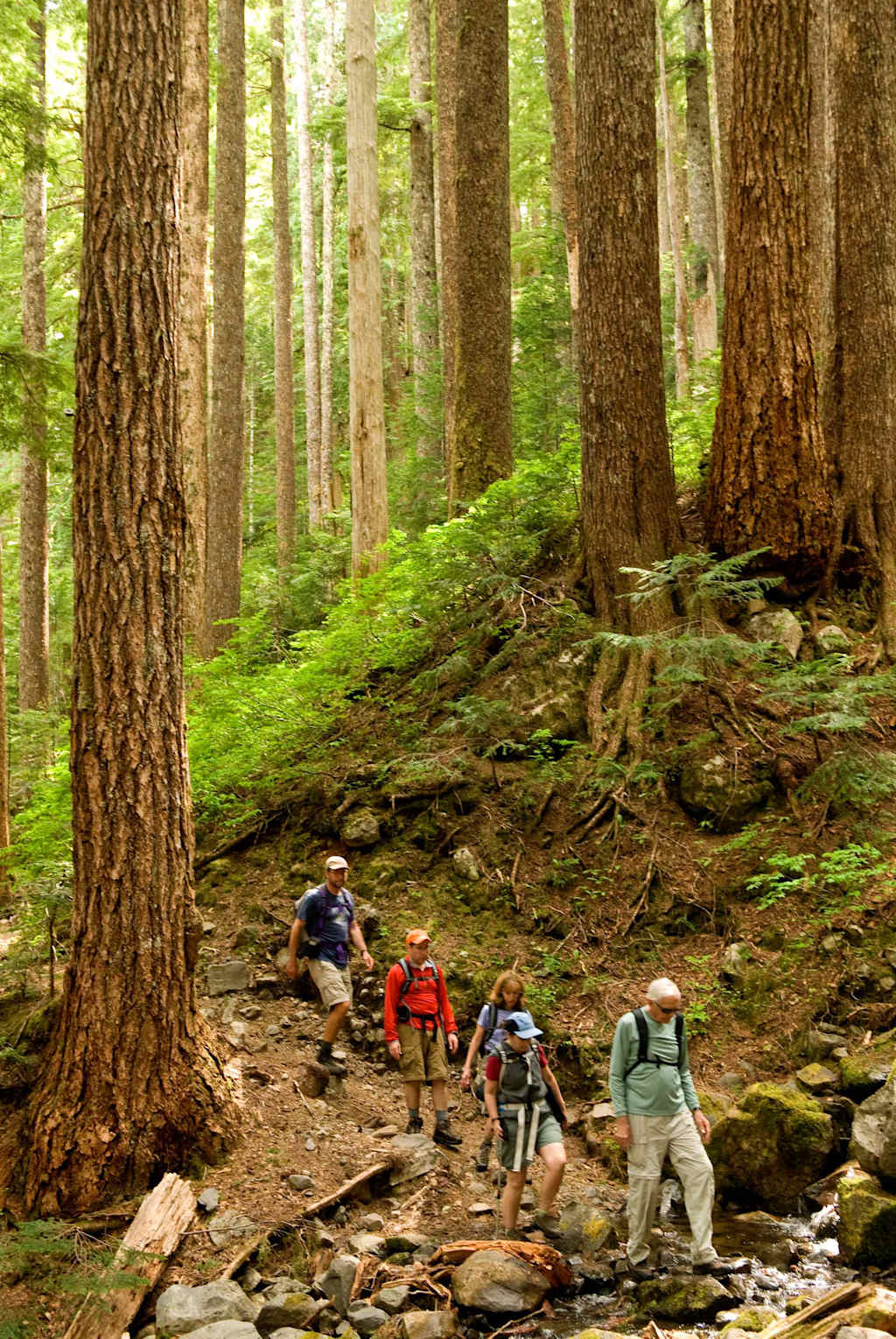 A group of hikers traversing a lush, forested trail surrounded by towering, moss-covered trees in the background.