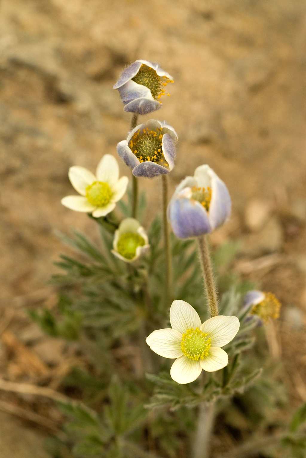 The image depicts several delicate yellow and white flowers blooming amidst a rocky, earthy background.