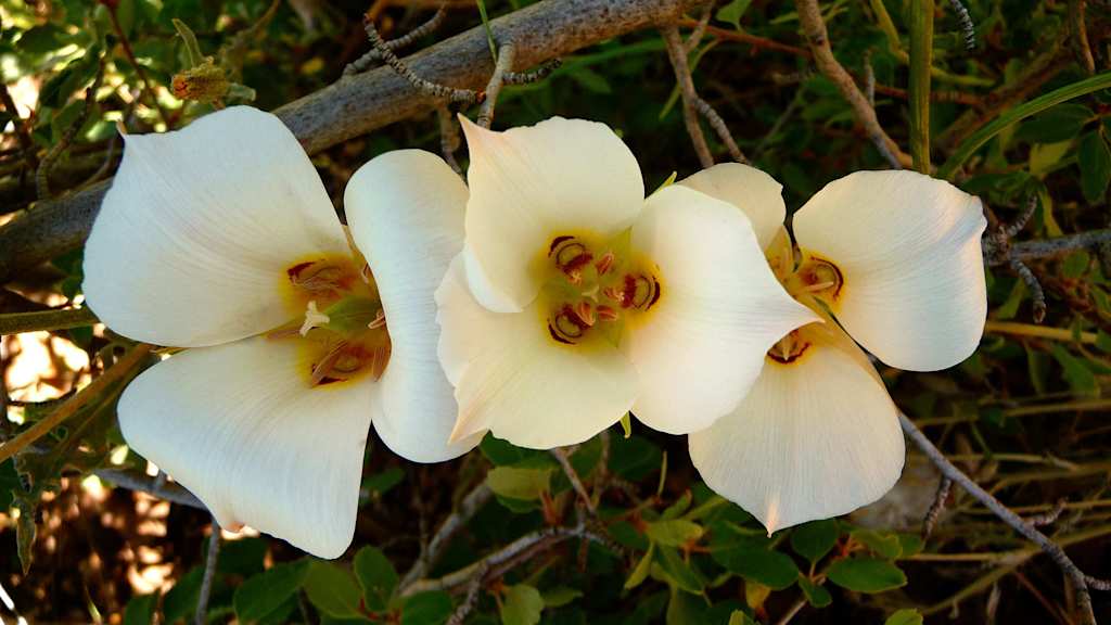The image shows three delicate, white orchid flowers blooming amidst lush, green foliage.