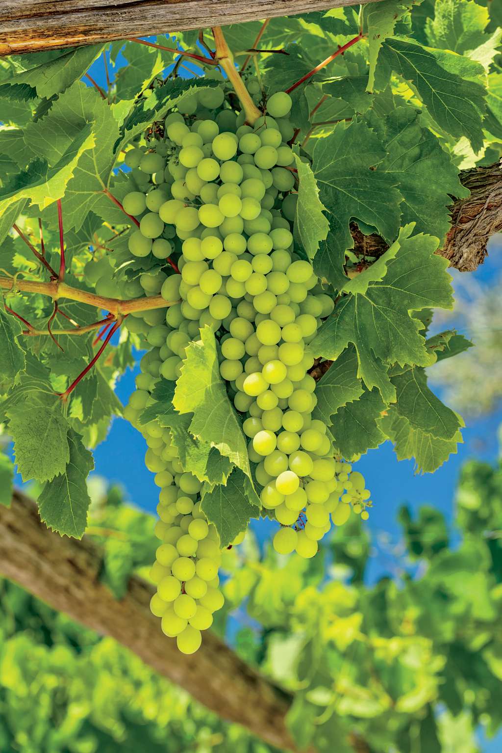 A cluster of green grapes hangs from a vine amidst lush, verdant leaves against a backdrop of a clear blue sky.