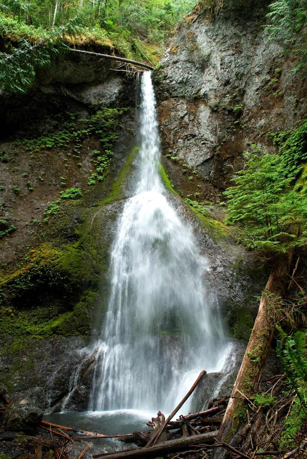 A lush, verdant forest setting with a cascading waterfall flowing over mossy rocks and fallen branches in the foreground.