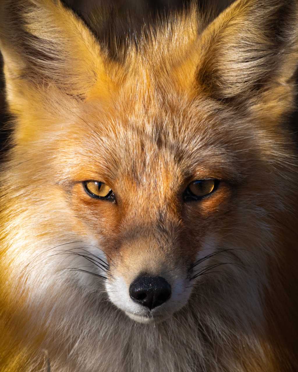 A close-up portrait of a captivating red fox, its piercing amber eyes and soft, reddish-orange fur filling the frame against a dark background.