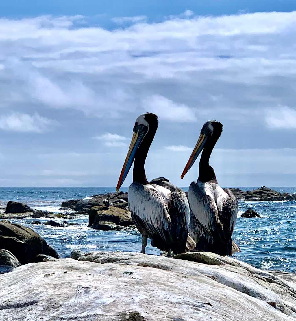 Two pelicans perched on a rocky outcrop overlooking the ocean, with a cloudy sky in the background.
