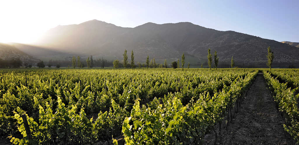 A lush green vineyard stretches out in the foreground, with towering mountains rising in the background, bathed in the warm glow of the sun.