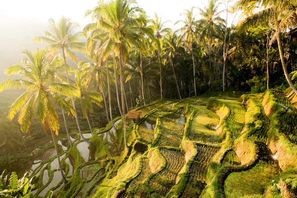 Lush, verdant terraced rice paddies surrounded by towering palm trees in a tropical setting, creating a serene and picturesque landscape.
