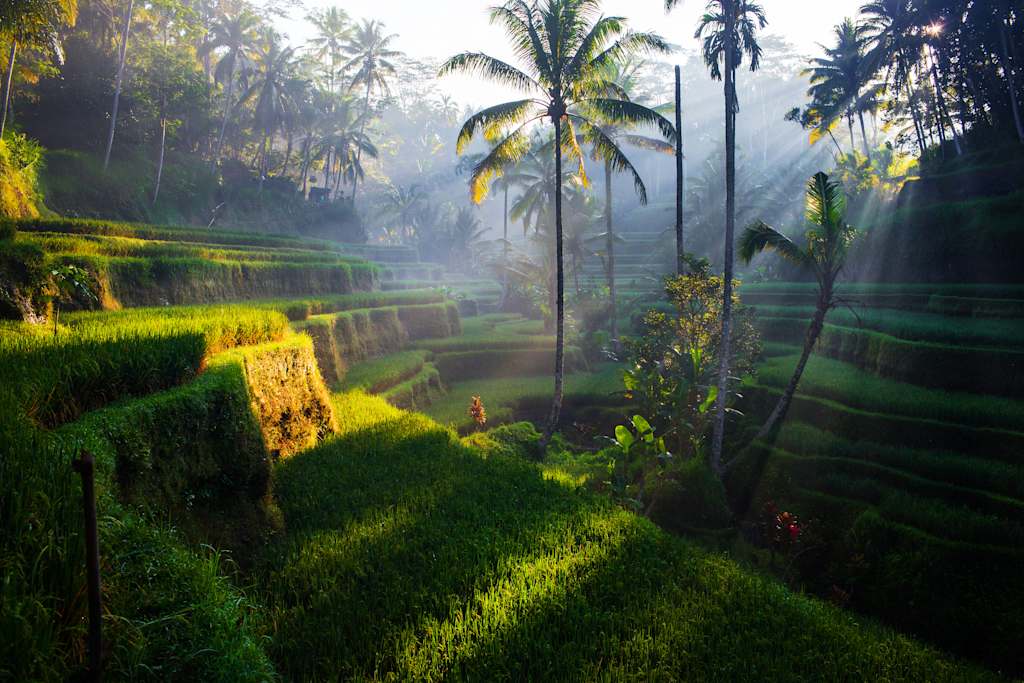 A lush, verdant landscape with terraced rice fields, towering palm trees, and a misty, atmospheric ambiance, creating a serene and tranquil scene.