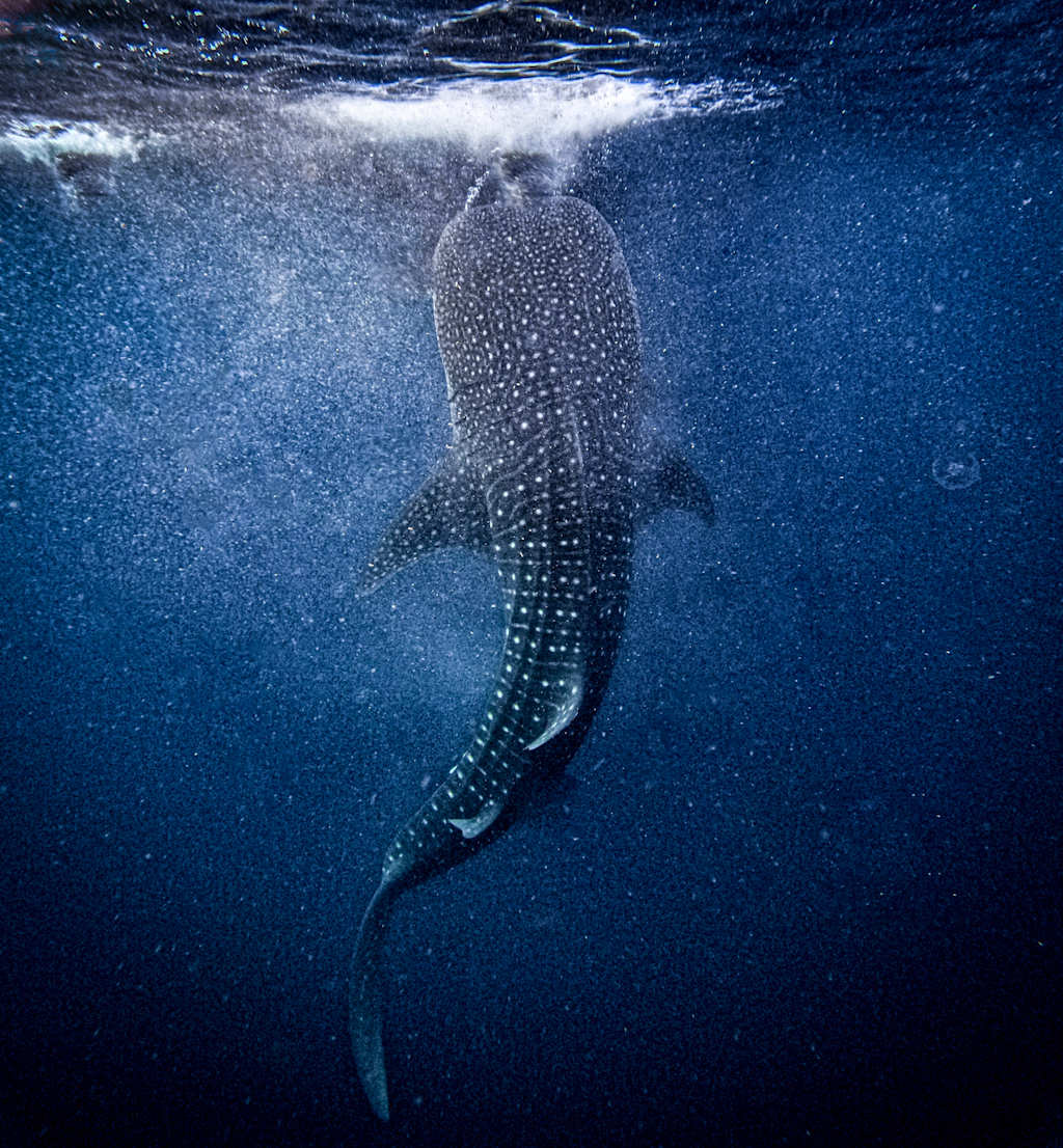 A massive whale shark gracefully swimming through the deep blue ocean, its spotted skin glistening in the sunlight that filters through the water.
