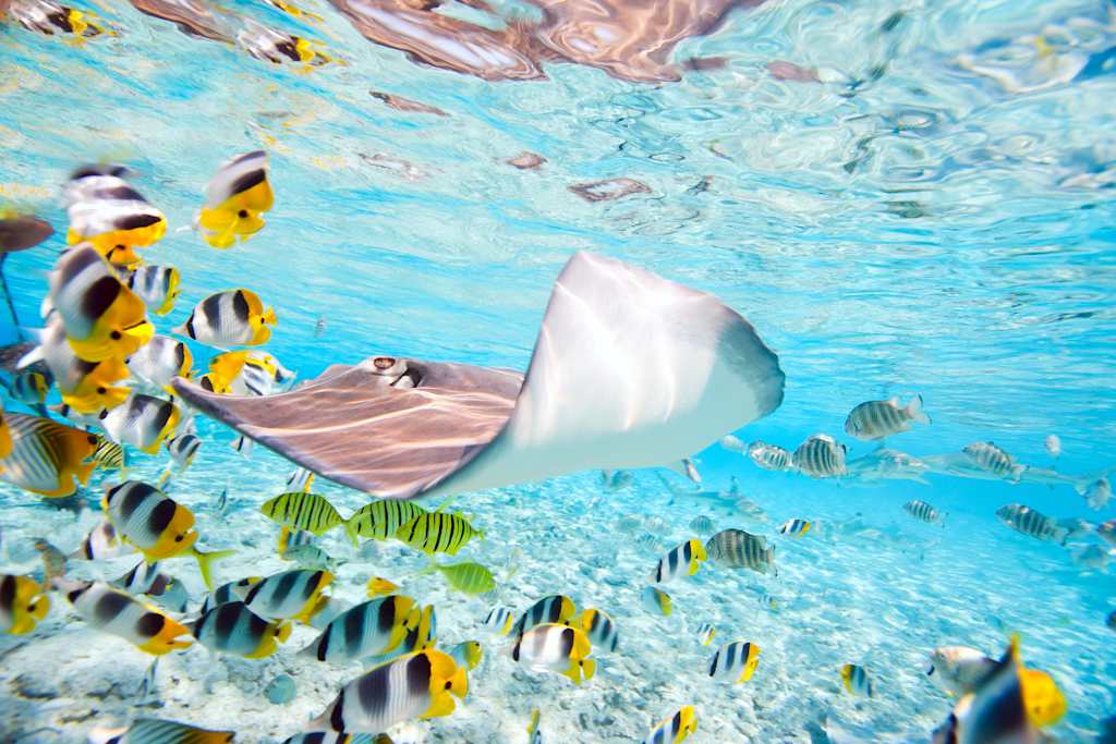 A vibrant underwater scene with a variety of colorful tropical fish, including a large white ray, swimming in the clear blue waters.