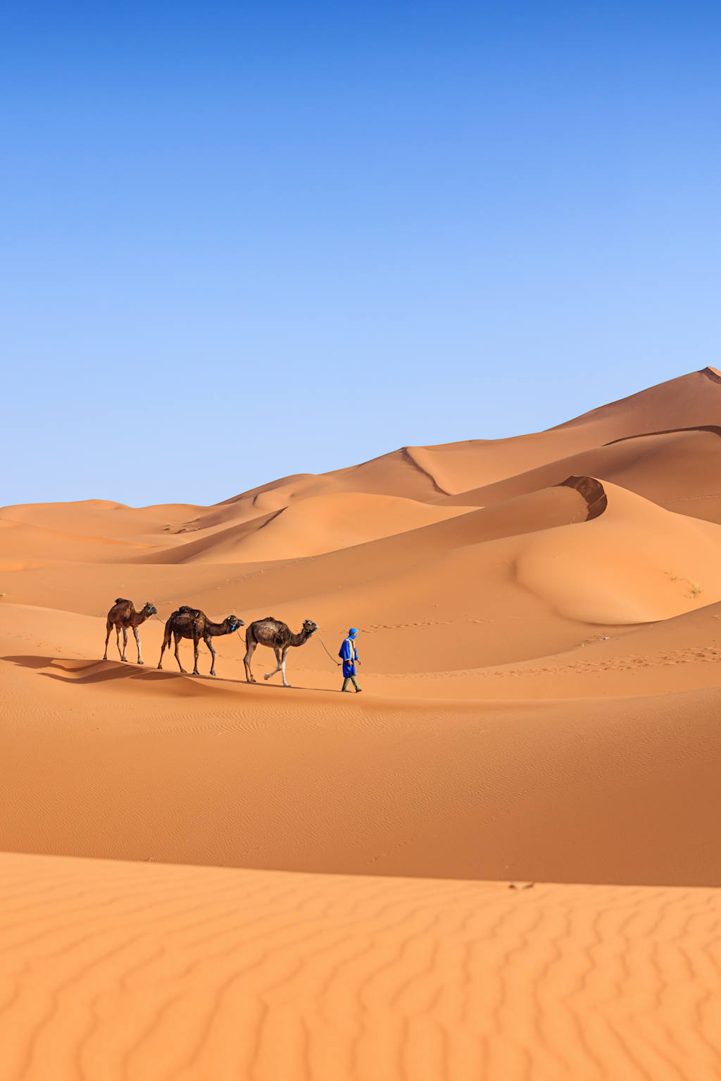 A group of camels walking across the vast, golden sand dunes of a desert, with a clear blue sky in the background.