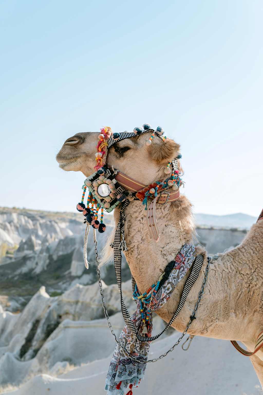 A decorated camel stands in a snowy, mountainous landscape, adorned with colorful beads, ribbons, and other ornaments.