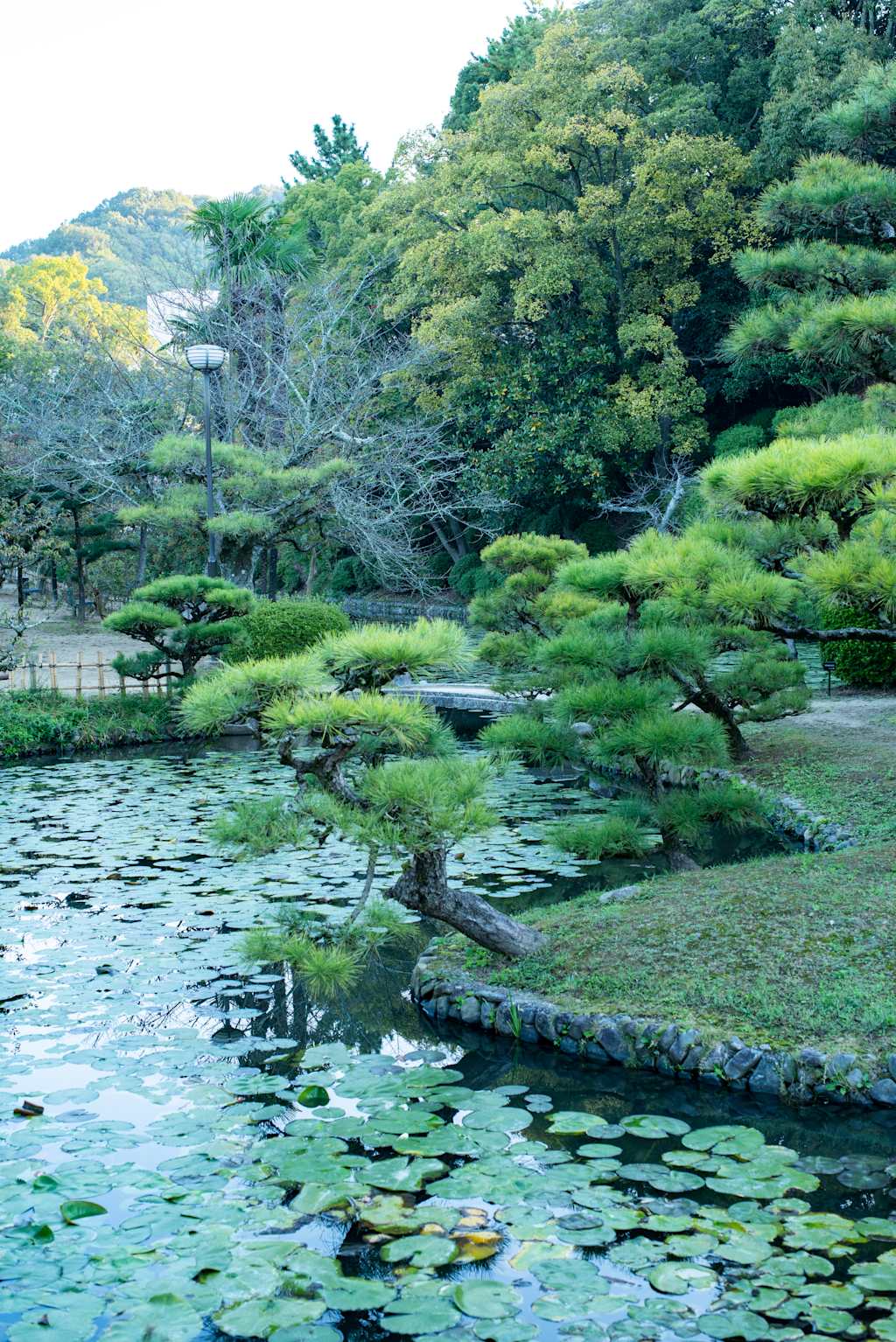 A tranquil pond filled with lily pads in the foreground is bordered by manicured pine trees and lush greenery in the background.
