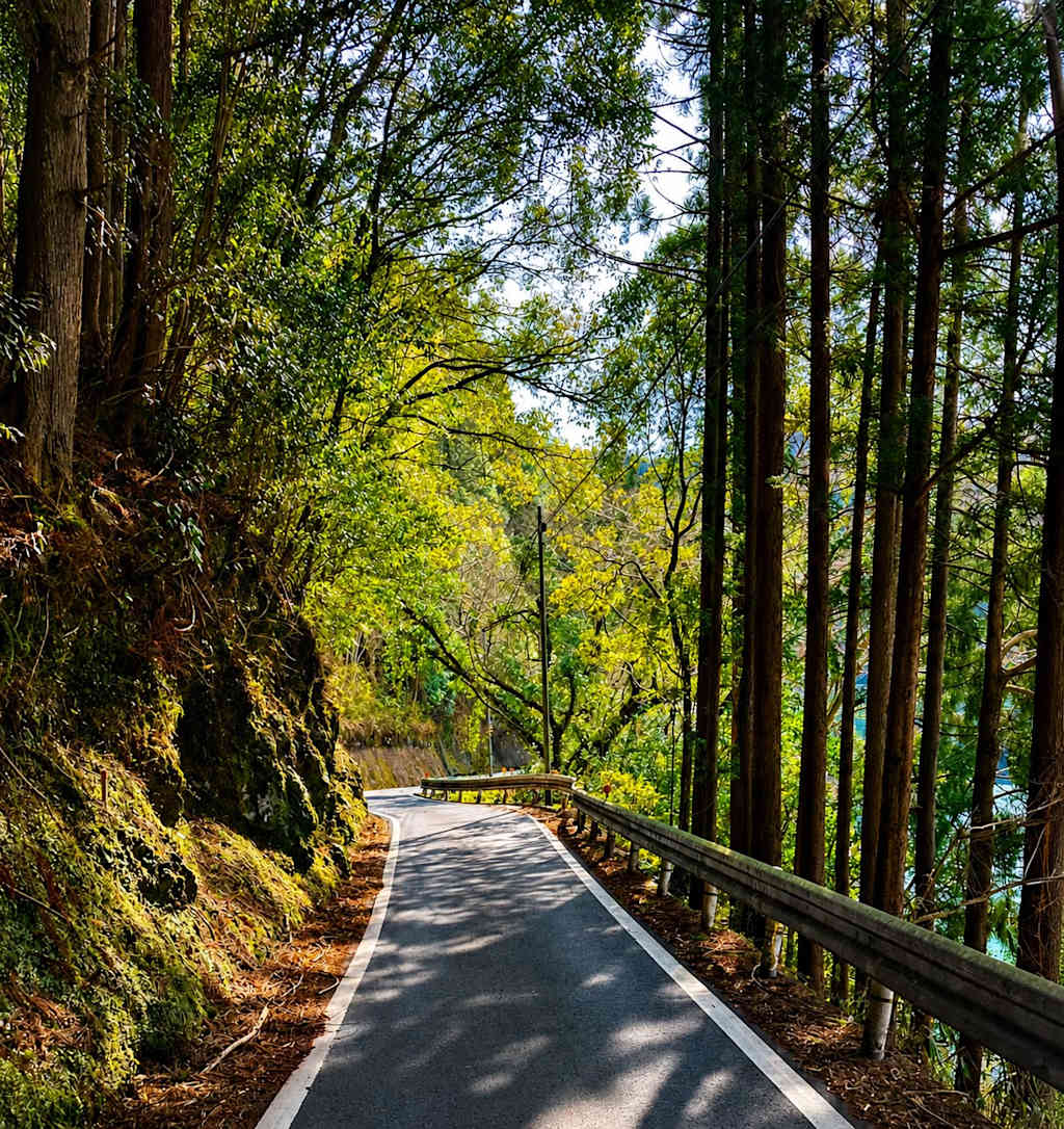 A paved road winds through a sun-dappled forest with tall trees lining the right side and a mossy embankment on the left.