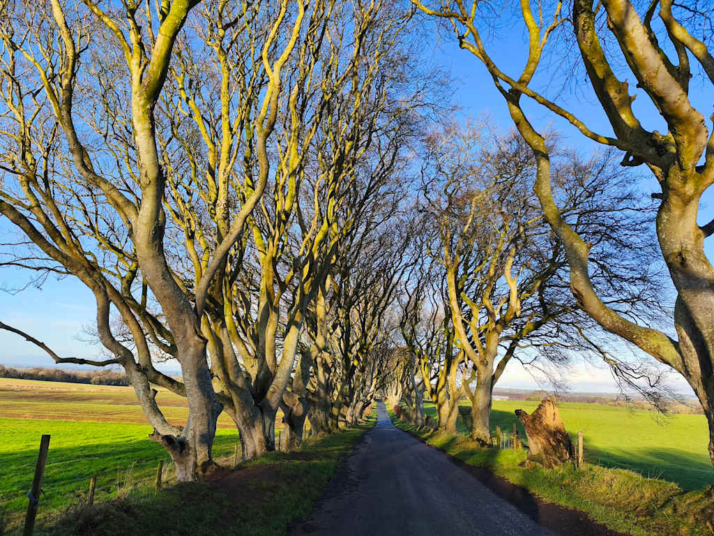 A narrow road winds through a tunnel of bare, arching trees with bright green fields stretching out on either side under a clear blue sky.