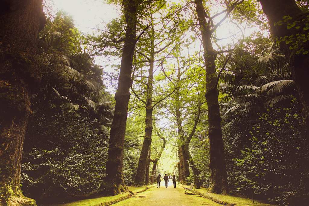 A sun-dappled path lined with tall trees leads to a group of people in the distance, surrounded by lush green foliage.