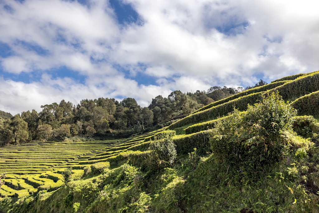 Terraced green tea fields ascend a hillside covered in lush trees under a bright, cloudy sky.