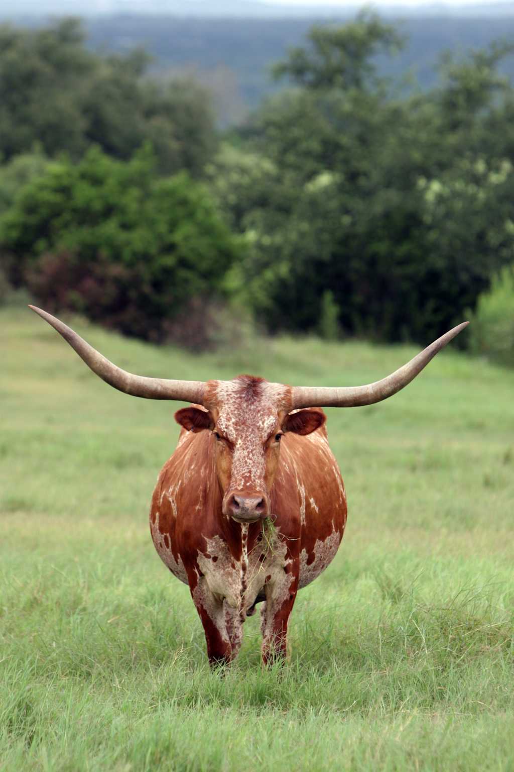 A Texas Longhorn stands in a grassy field with a blurred green forest in the background.