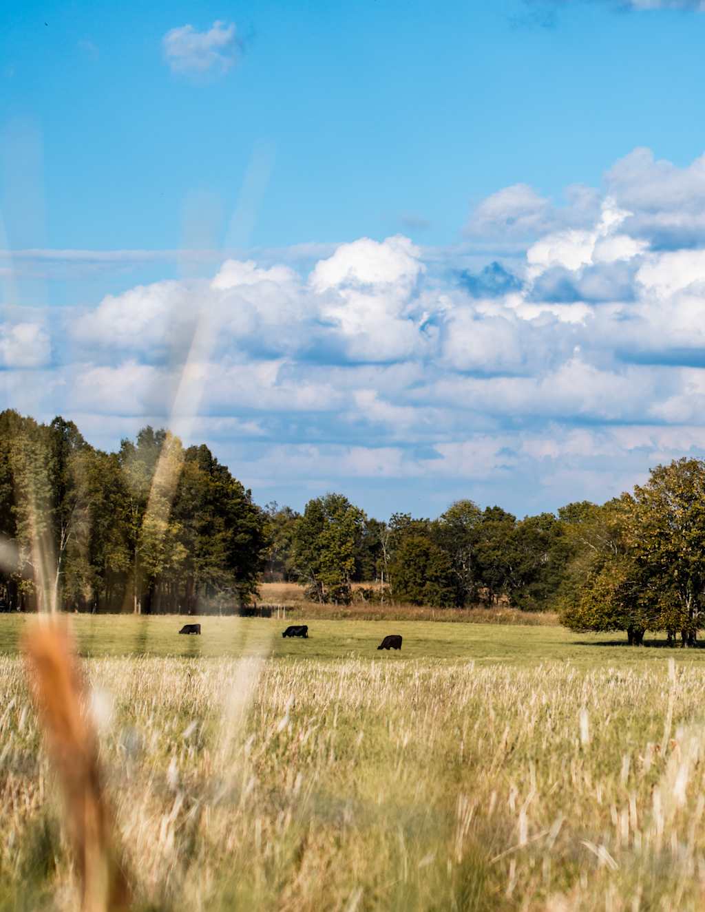 Tall, dry grass in the foreground partially obscures a field with grazing cattle, backed by a dense line of trees under a cloudy blue sky.