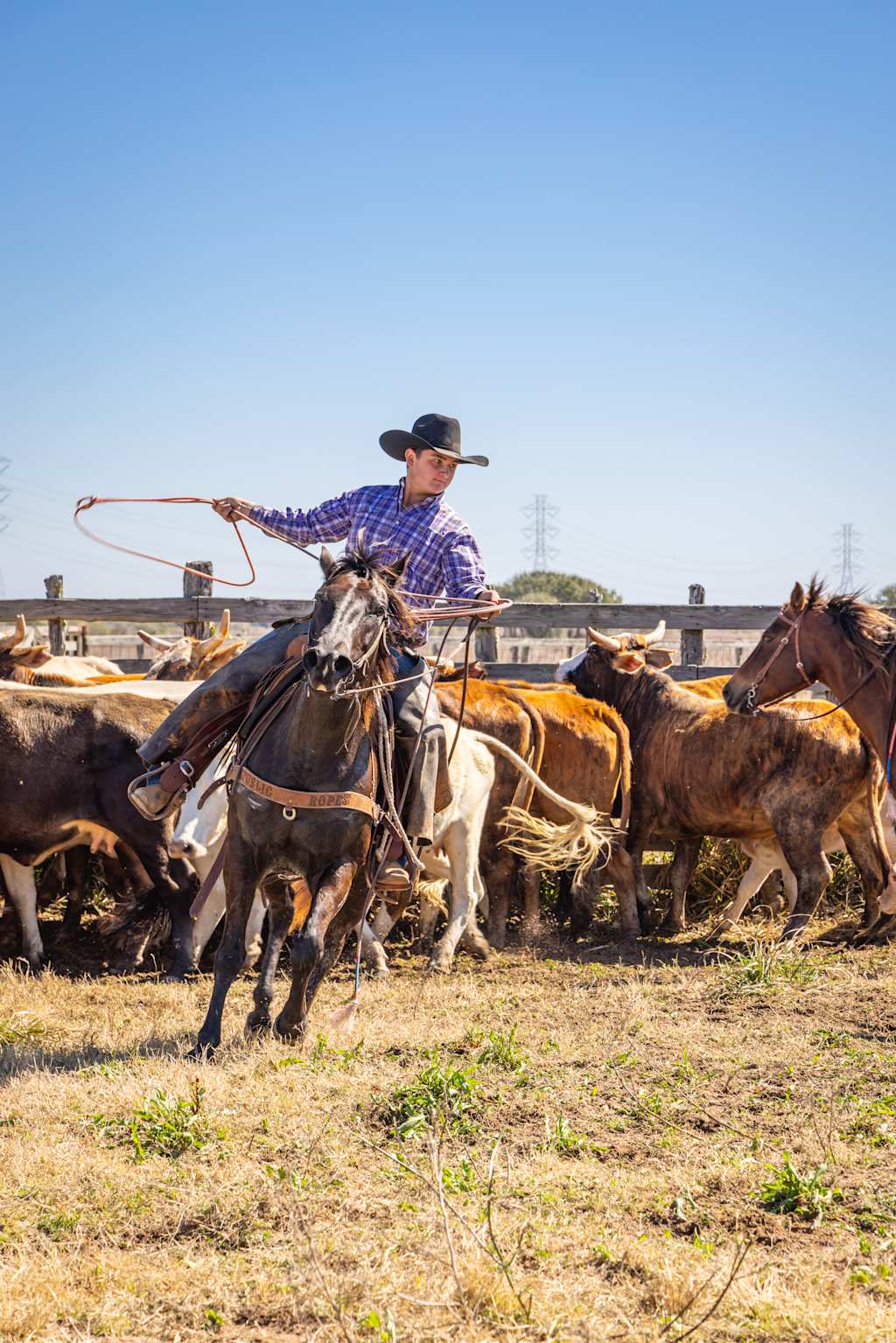 A cowboy on horseback in the foreground lassos cattle in a dusty corral with a wooden fence and distant power lines in the background.