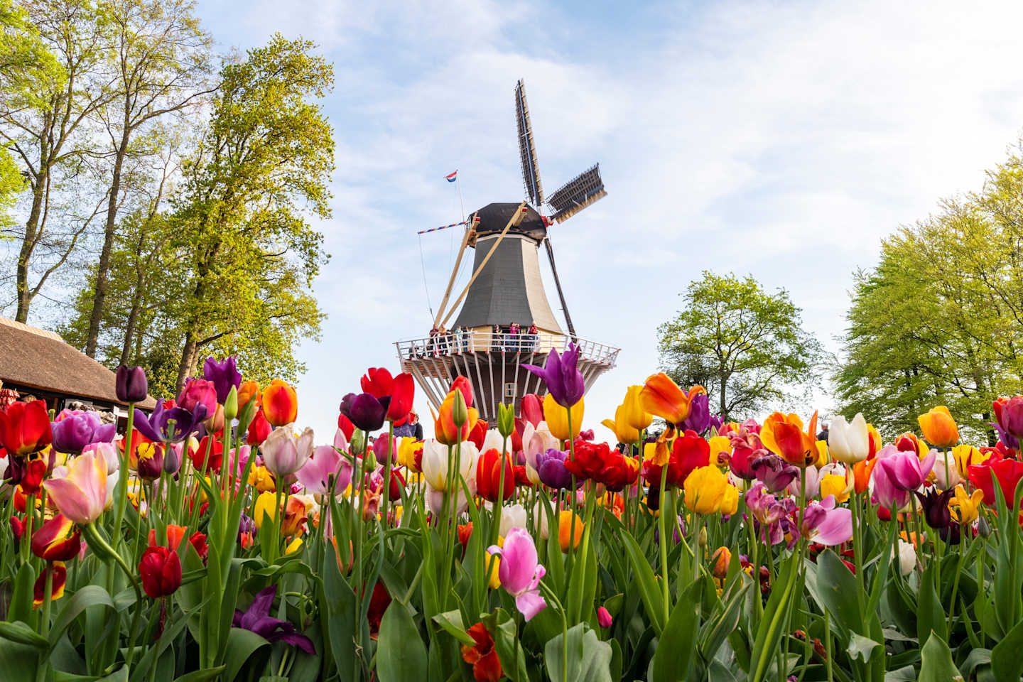 HHB, Holland in Springtime Bike & Boat Aboard The Magnifique III Netherlands, South Holland, Lisse, Keukenhof Gardens, Windmill and Tulips in Keukenhof garden