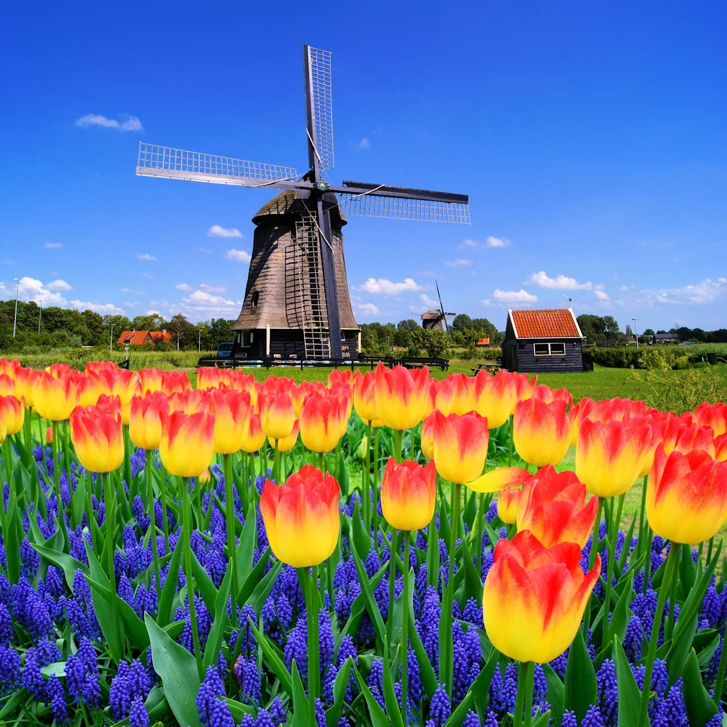HHB, Holland in Springtime Bike & Boat Aboard The Magnifique III Colorful spring flowers with classic Dutch windmill, Netherlands