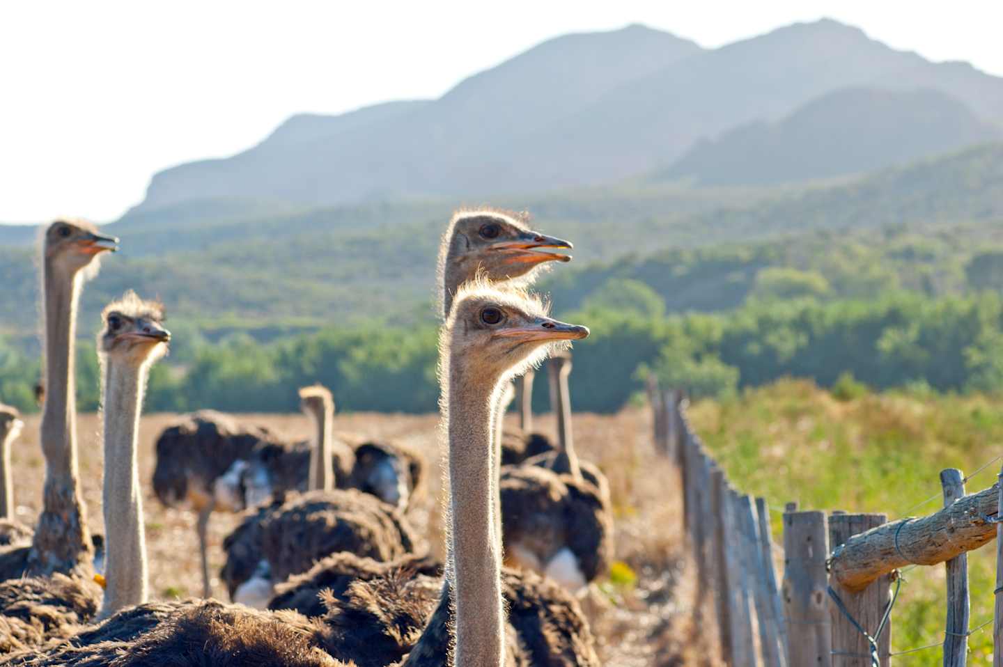 A group of ostriches
